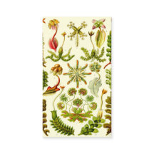 Ernst Haeckel Hepaticae