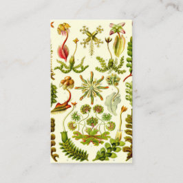 Ernst Haeckel Hepaticae Visitekaartje