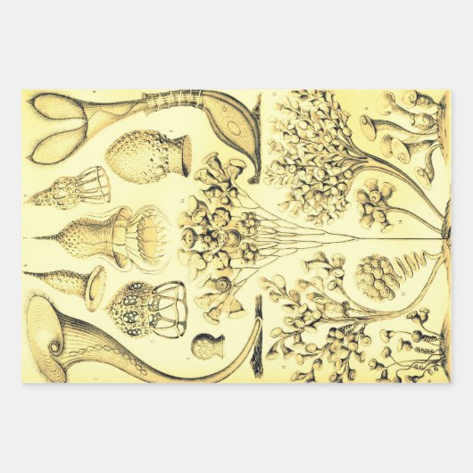  Ernst Haeckel herkleurde het zeeleven Inpakpapier Vel (Voorkant 3)