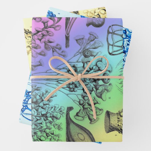  Ernst Haeckel herkleurde het zeeleven Inpakpapier Vel (In situ)