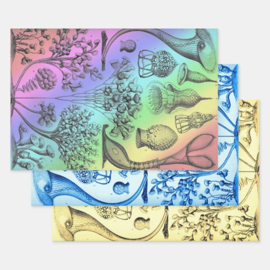 Ernst Haeckel herkleurde het zeeleven Inpakpapier Vel (Set)