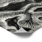 Ernst Haeckel - Hexacoralla2 Coral Poster (Hoek)