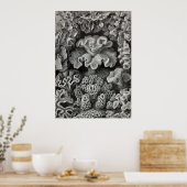 Ernst Haeckel - Hexacoralla2 Coral Poster (Keuken)