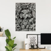 Ernst Haeckel - Hexacoralla2 Coral Poster (Thuiskantoor)