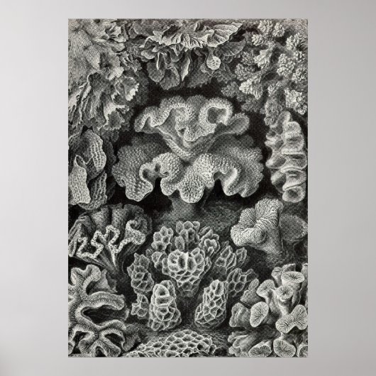 Ernst Haeckel - Hexacoralla2 Coral Poster (Voorkant)