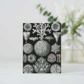 Ernst Haeckel Hexacorallia Coral Briefkaart (Staand voorkant)
