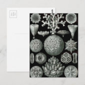 Ernst Haeckel Hexacorallia Coral Briefkaart (Voorkant / Achterkant)