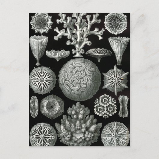 Ernst Haeckel Hexacorallia Coral Briefkaart (Voorkant)