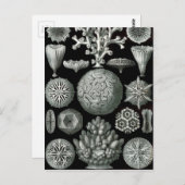 Ernst Haeckel Hexacorallia Coral Briefkaart (Voorkant / Achterkant)