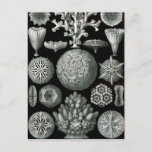 Ernst Haeckel Hexacorallia Coral Briefkaart<br><div class="desc">Hexacorallia is een subklasse van Anthozoa, bestaande uit ongeveer 4.300 soorten waterorganismen gevormd door poliepen, meestal met een zesvoudige symmetrie. Het omvat alle koloniekoralen, waarvan de meeste koloniaal en rifvormend zijn, alsmede alle anemonen van zeeen, buisanemonen en zanthiden, die in zes extant orders zijn geplaatst.[1] De hexacorallia onderscheidt zich van...</div>