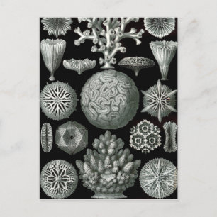 Ernst Haeckel Hexacorallia Coral Briefkaart