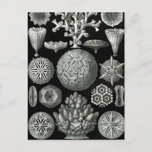 Ernst Haeckel Hexacorallia Coral Briefkaart (Voorkant)