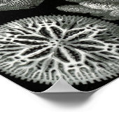 Ernst Haeckel Hexacorallia Coral Poster (Hoek)