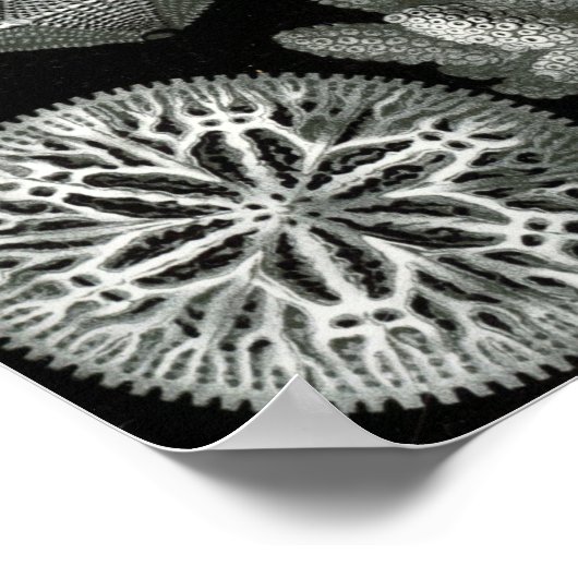 Ernst Haeckel Hexacorallia Coral Poster (Hoek)