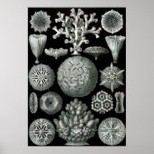 Ernst Haeckel Hexacorallia Coral Poster (Voorkant)