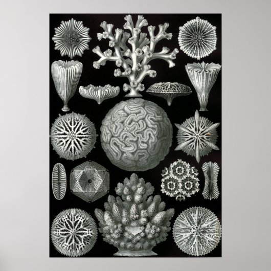 Ernst Haeckel Hexacorallia Coral Poster (Voorkant)