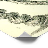 Ernst Haeckel - Hexactinellae Poster (Hoek)