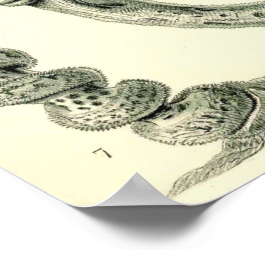 Ernst Haeckel - Hexactinellae Poster (Hoek)