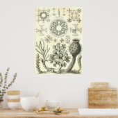Ernst Haeckel - Hexactinellae Poster (Keuken)