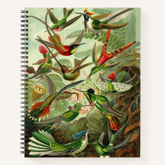 Ernst Haeckel Hummingbird Illustration 8.5X11" Notitieboek (Voorkant)