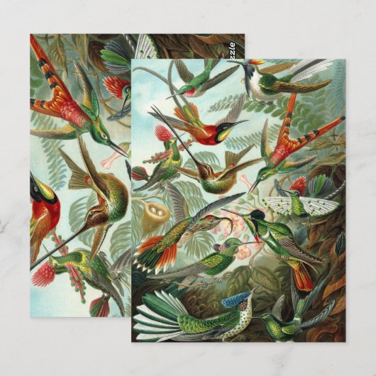 Ernst Haeckel Hummingbird - Kunstvormen van Natuur Briefkaart (Voorkant / Achterkant)