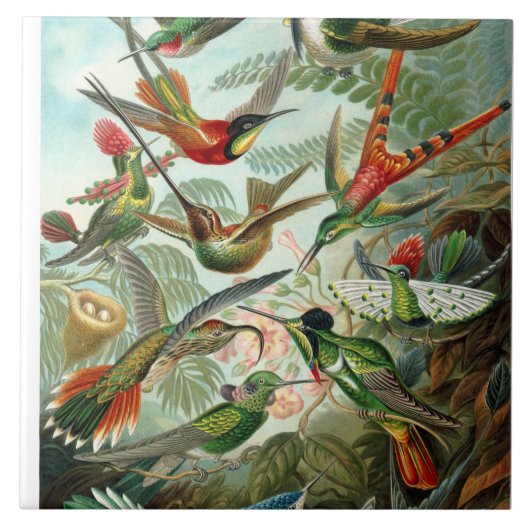 Ernst Haeckel Hummingbird - Kunstvormen van Natuur Tegeltje (Voorkant)