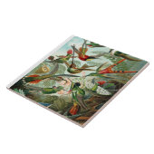Ernst Haeckel Hummingbird - Kunstvormen van Natuur Tegeltje (Zijkant)