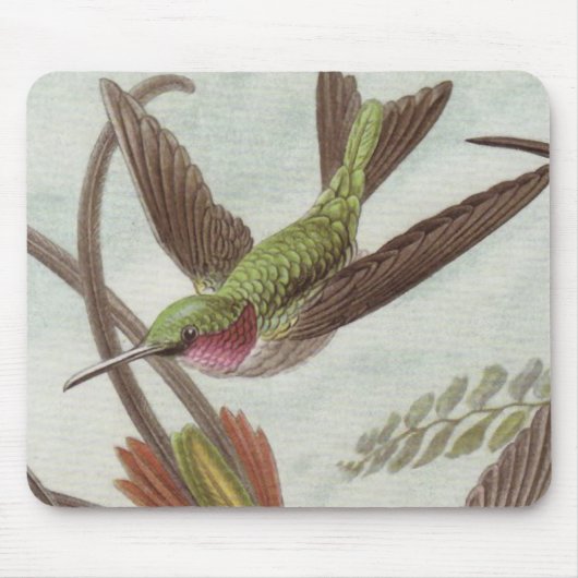 Ernst Haeckel Hummingbird Muismat (Voorkant)