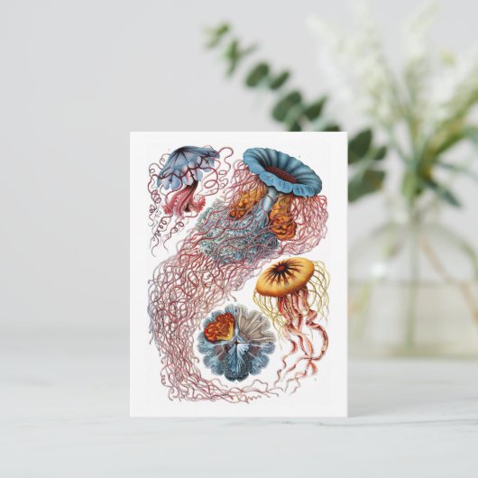 Ernst Haeckel Jellyfish D. annasethe Briefkaart (Staand voorkant)