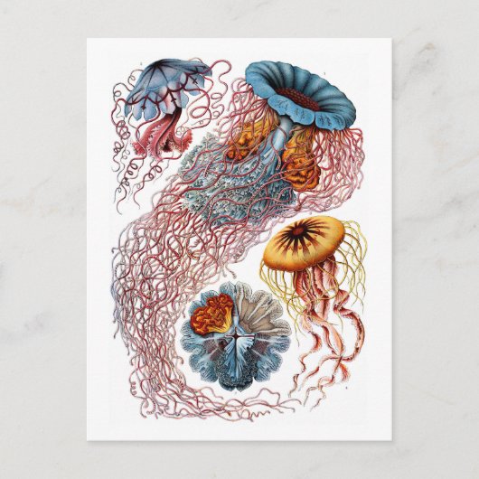 Ernst Haeckel Jellyfish D. annasethe Briefkaart (Voorkant)