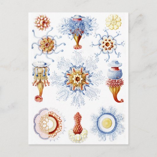 Ernst Haeckel Kleurrijke Siphonophorae 2 Briefkaart (Voorkant)