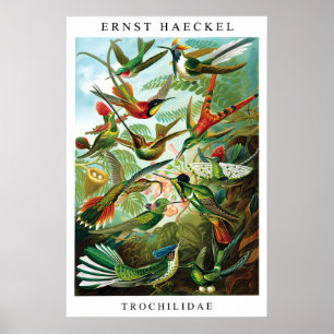 Ernst Haeckel Kolibrie (Trochilida) Print