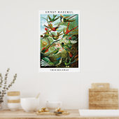 Ernst Haeckel Kolibrie (Trochilida) Print (Keuken)