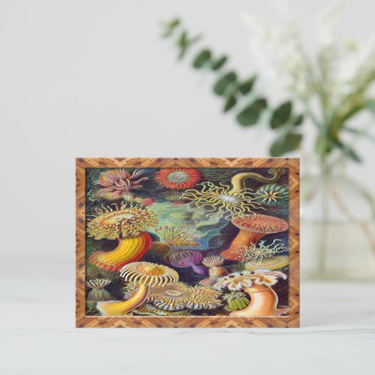 Ernst Haeckel Kunstdruk: Actiniae Briefkaart (Staand voorkant)