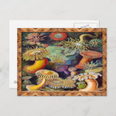 Ernst Haeckel Kunstdruk: Actiniae Briefkaart (Voorkant / Achterkant)