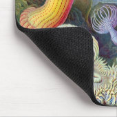 Ernst Haeckel Kunstformen der Natur Actiniae Muismat (Hoek)