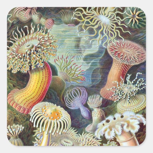 Ernst Haeckel Kunstformen der Natur Actiniae Vierkante Sticker (Voorkant)