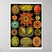 Ernst Haeckel Kunstformen der Natur Ascidian Poster (Voorkant)