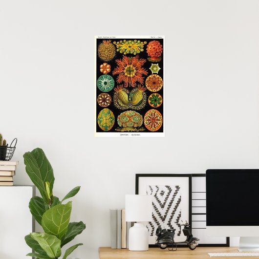 Ernst Haeckel Kunstformen der Natur Ascidian Poster (Thuiskantoor)