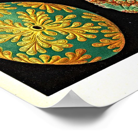 Ernst Haeckel Kunstformen der Natur Ascidian Poster (Hoek)