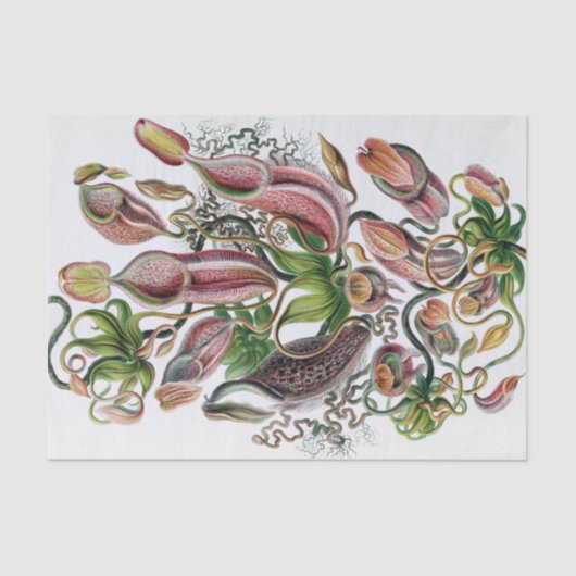 Ernst Haeckel Kunstformen der Natur Nepenthaceae P Tissuepapier (Voorkant)