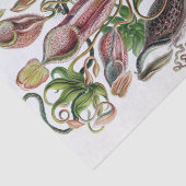 Ernst Haeckel Kunstformen der Natur Nepenthaceae P Tissuepapier (Detail)