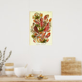 Ernst Haeckel Kunstformen der Natur Nepenthaceae Poster (Keuken)