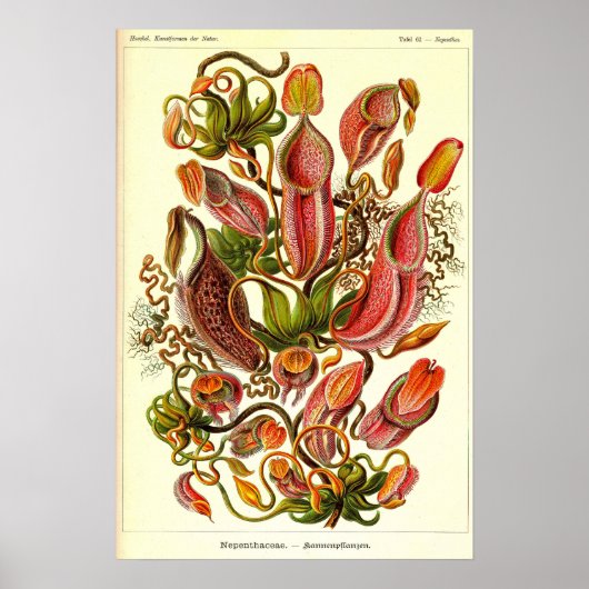 Ernst Haeckel Kunstformen der Natur Nepenthaceae Poster (Voorkant)