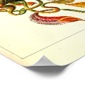 Ernst Haeckel Kunstformen der Natur Nepenthaceae Poster (Hoek)