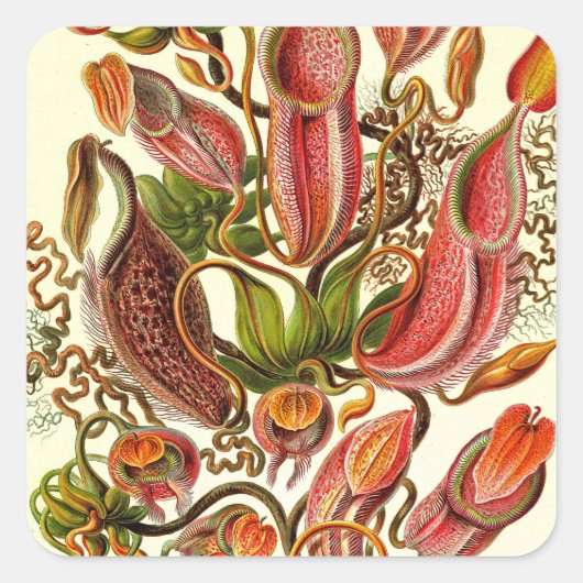 Ernst Haeckel Kunstformen der Natur Nepenthaceae Vierkante Sticker (Voorkant)