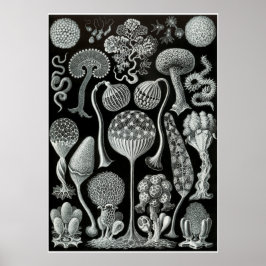 Ernst Haeckel kunstvormen van Natuur Print
