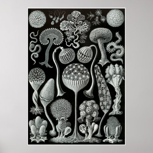 Ernst Haeckel kunstvormen van Natuur Print (Voorkant)
