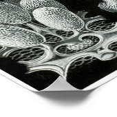 Ernst Haeckel kunstvormen van Natuur Print (Hoek)