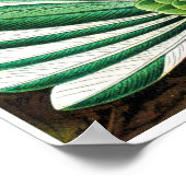 Ernst Haeckel kunstvormen van Natuur Print (Hoek)